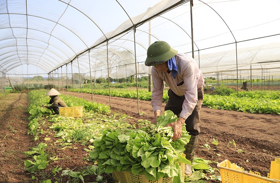 chuyen-doi-so-nang-tam-hop-tac-xa-ha-noi